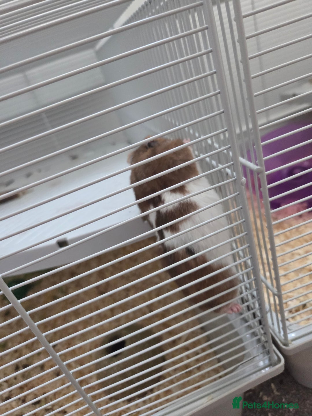 Hamster rodents for sale: Hamster for sale  - Image 2