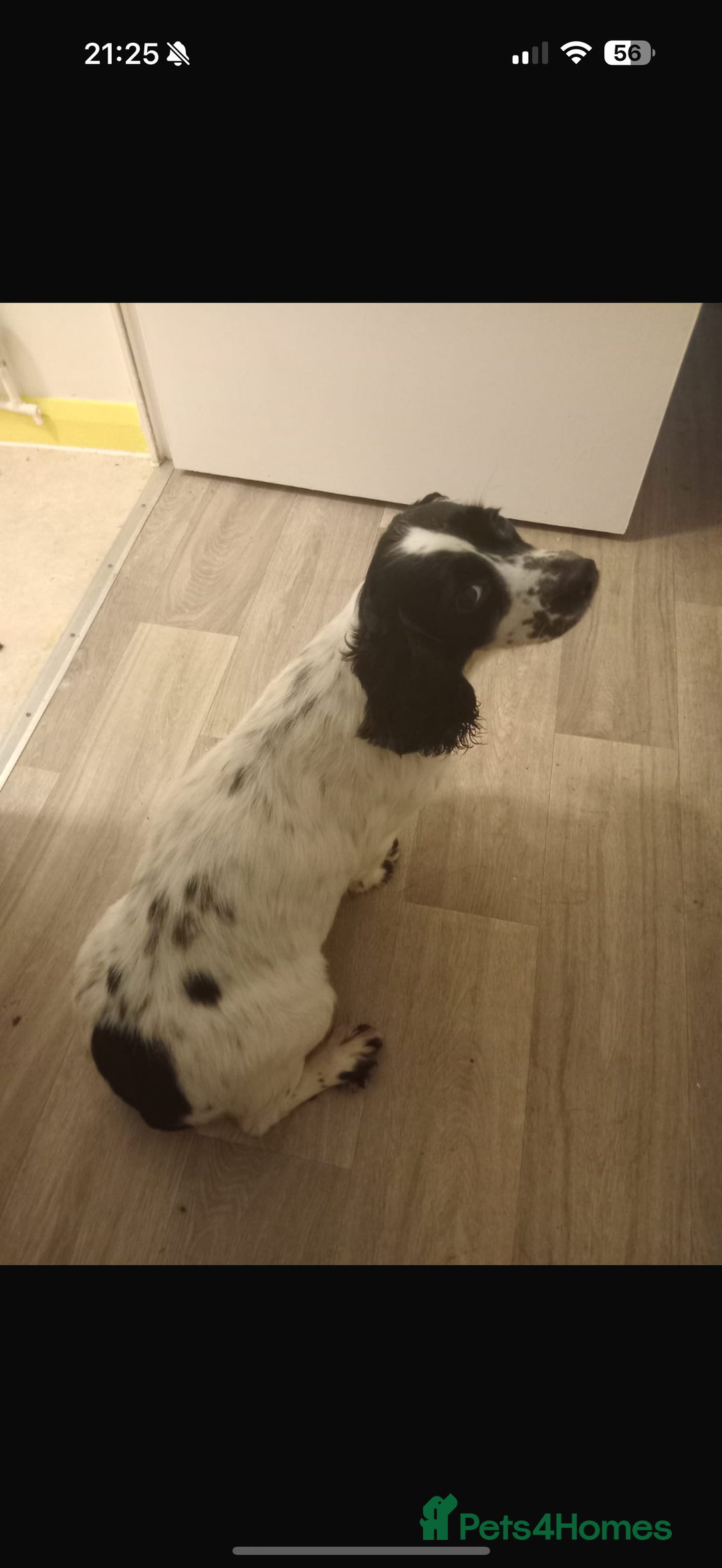 Cocker Spaniel dogs for sale: Working cocker spaniels  - Image 10