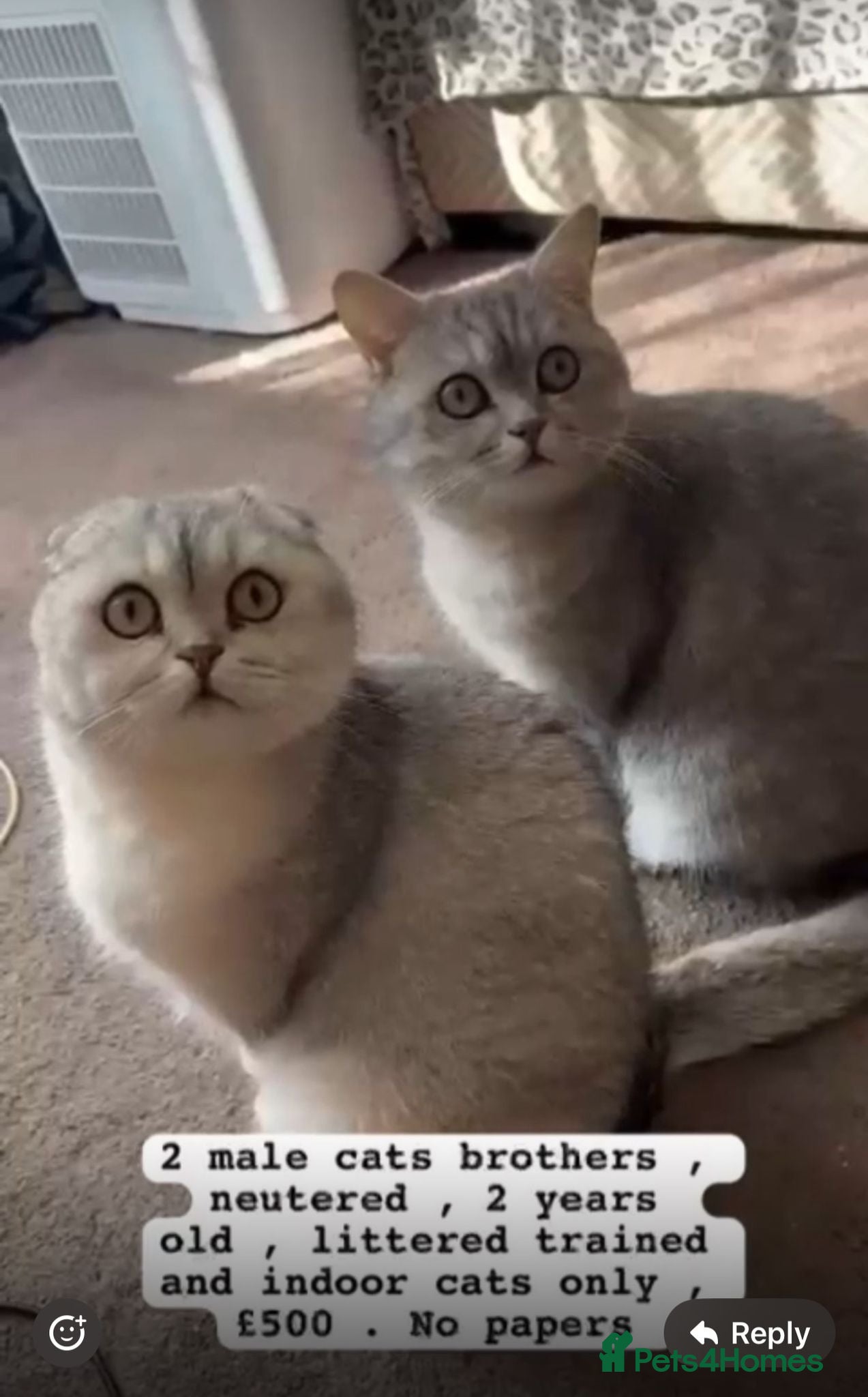 Scottish Fold cats Scottish fold  - Advert 1