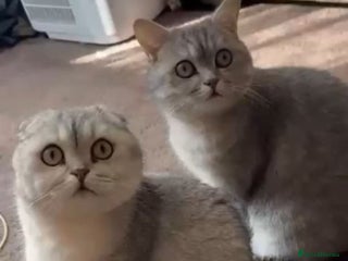 Scottish Fold cats Scottish fold - Advert 15