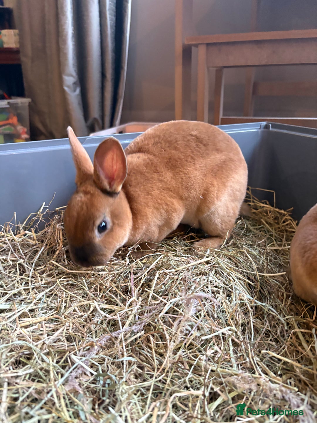 Rex rabbits for sale: Mini Rex Bunnies  - Advert 6