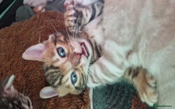 Bengal cats for sale: STUNNING PEDIGREE BENGAL KITTENS  - Image 5