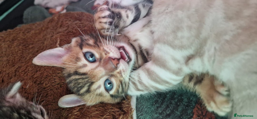Bengal cats for sale: STUNNING PEDIGREE BENGAL KITTENS  - Image 5