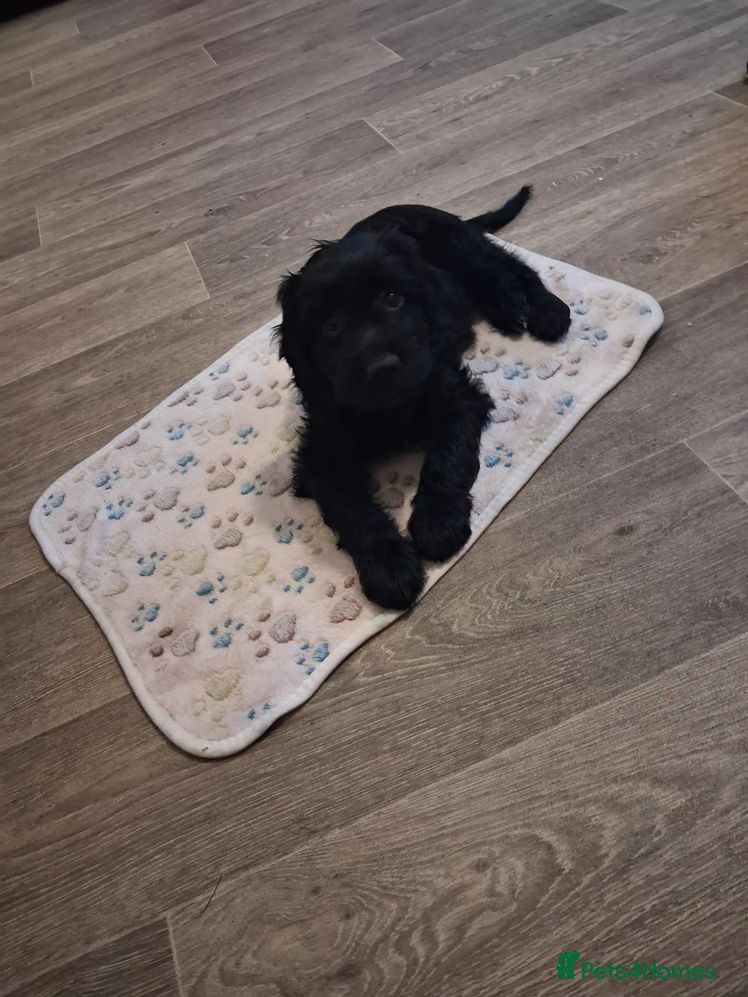 Mixed Breed dogs for sale: Beautiful girl looking for her forever home - Advert 5