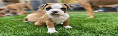 Boxer 1