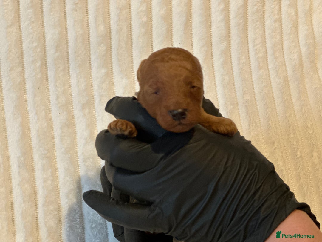 Toy Poodle dogs for sale: 2 TINY BOYS LEFT kc registered deep red toy poodle - Advert 33