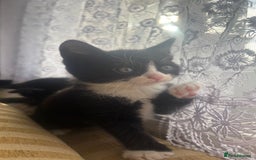 European cats for sale: Boy Cat - Image 3