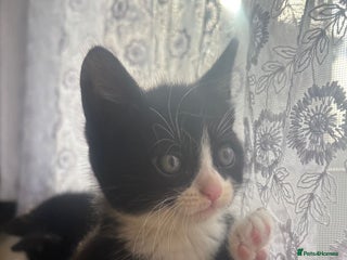 European cats - Advert 7