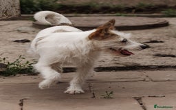 Mixed Breed dogs for adoption: 💖🐶 FAY 🐶💖 - Image 17