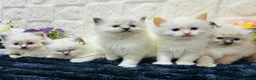 Ragdoll cats for sale:  Exceptional GCCF Registered Ragdoll Kittens   - Advert 4