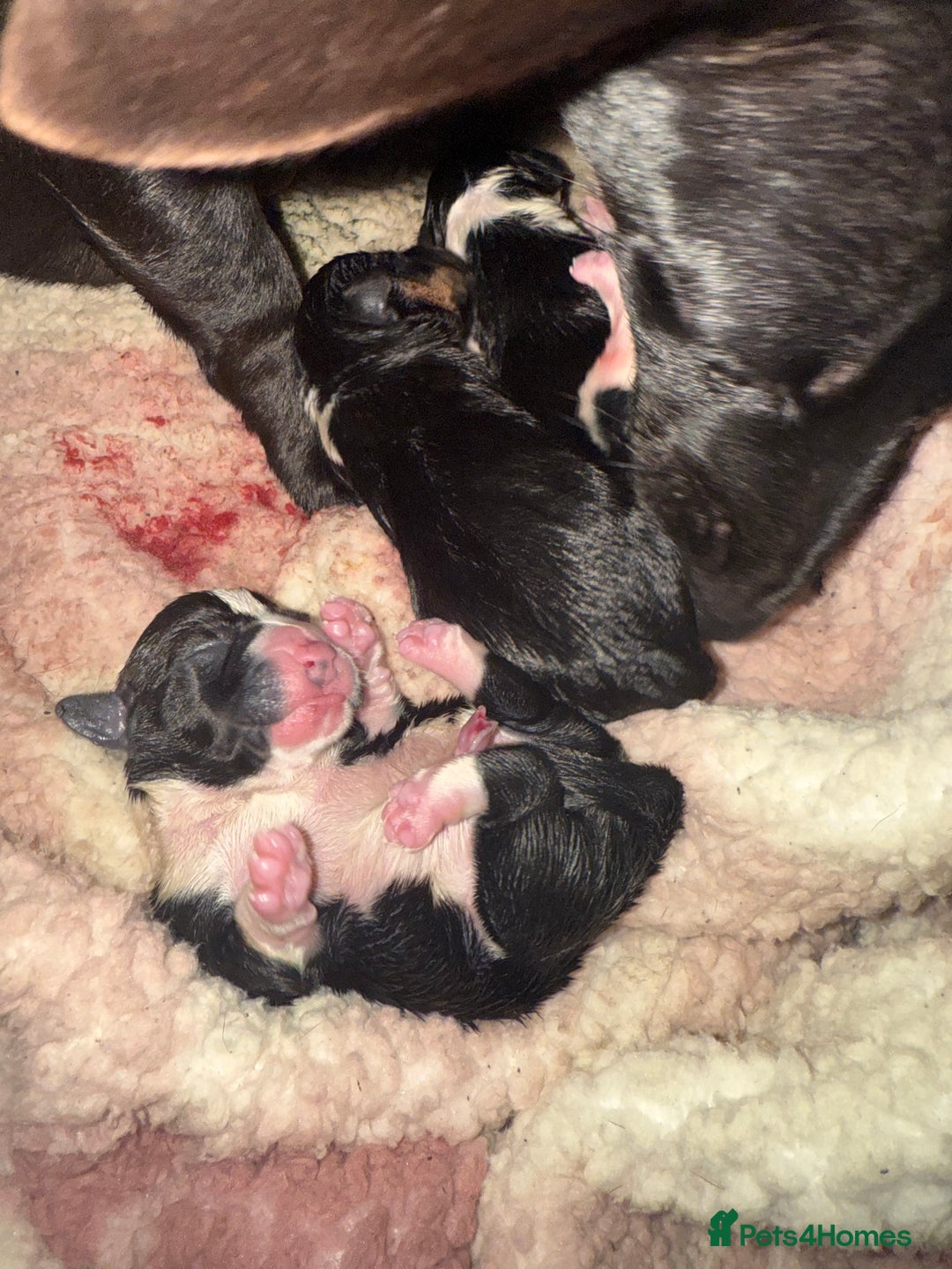 Jack Russell dogs for sale: Jack Russel pups - Advert 1