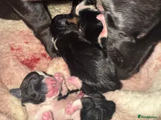 Jack Russell dogs Jack Russel pups - Advert 8