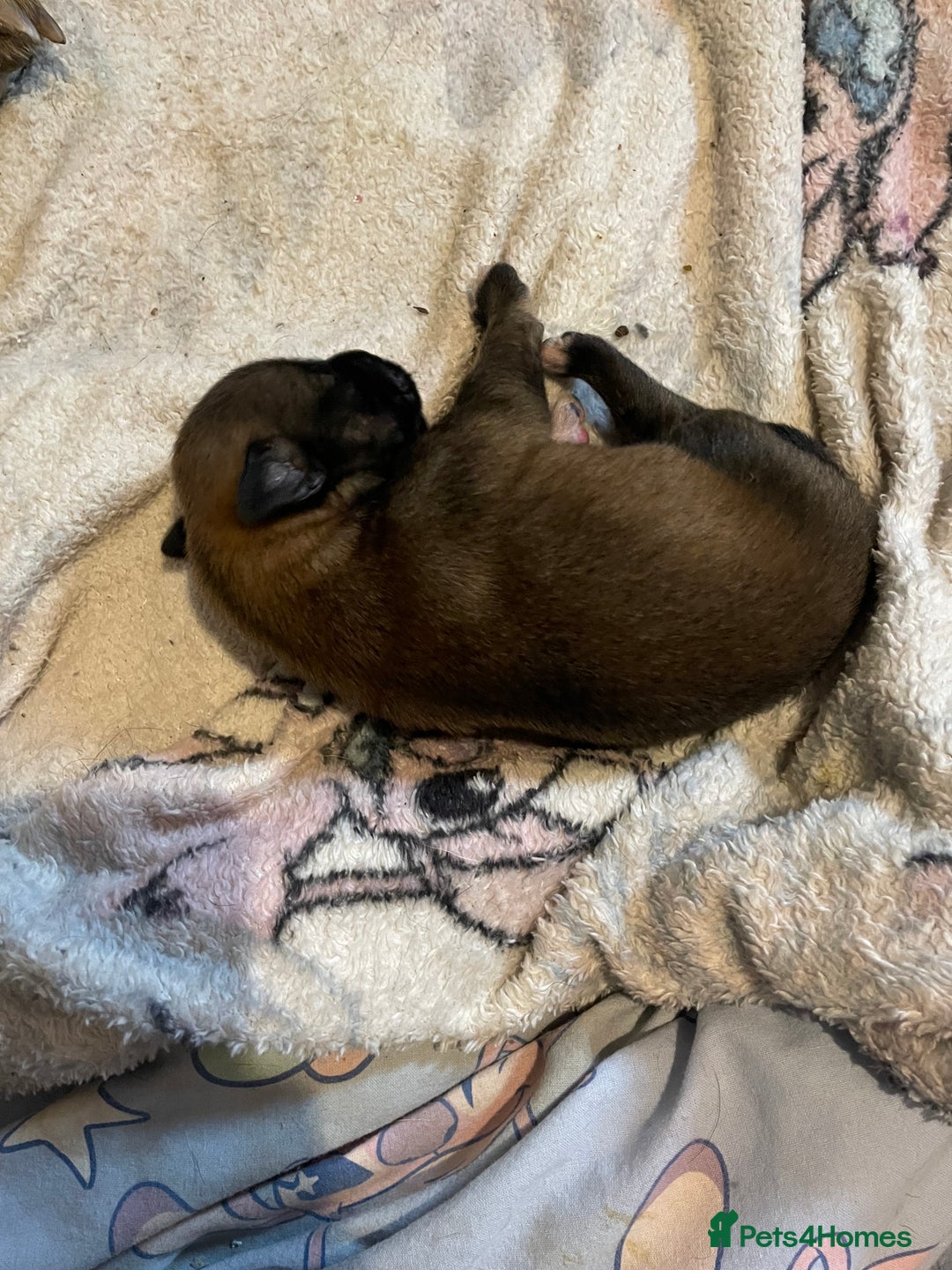 Mixed Breed dogs for sale: Bullsky puppies  - Advert 14