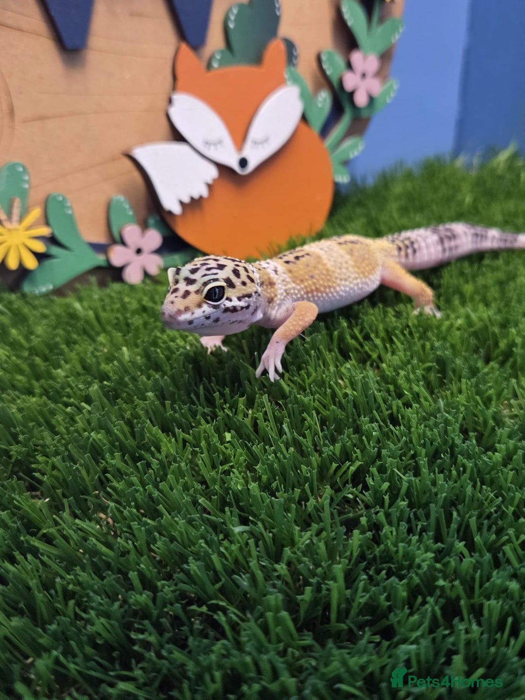 Gecko reptiles for sale: Baby Leopard Gecko Reptile  - Image 1