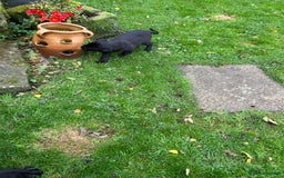 Labrador Retriever dogs for sale: Labrador pups  - Image 6