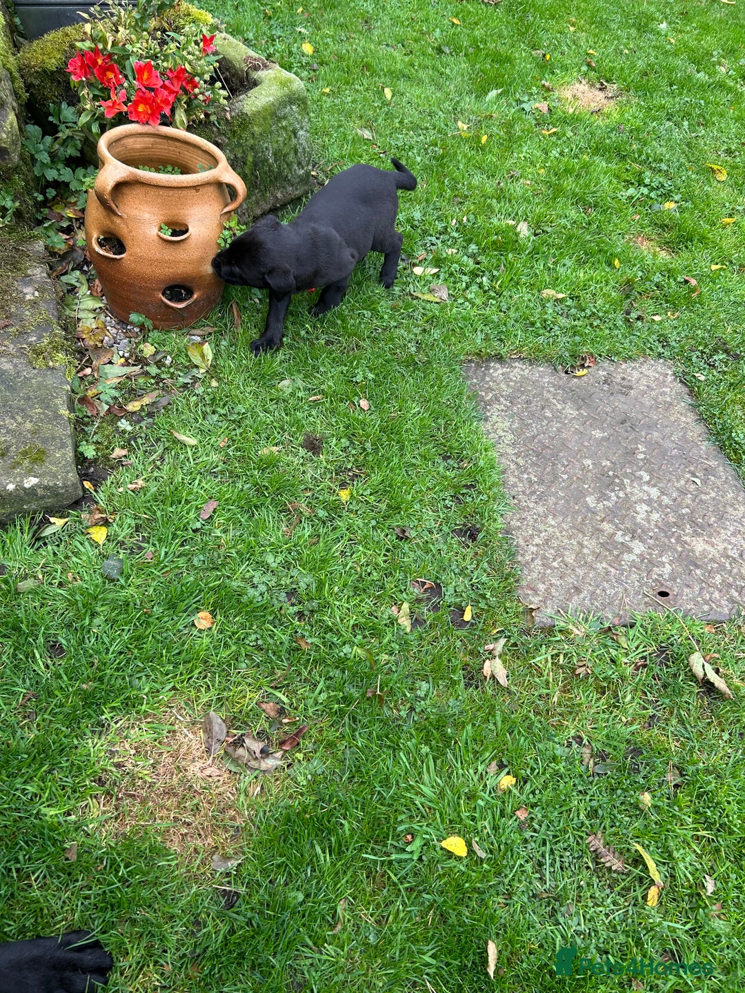 Labrador Retriever dogs for sale: Labrador pups  - Image 6