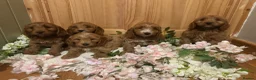 Cockapoo dogs for sale: Gorgeous show type cockapoo Puppys  - Advert 9