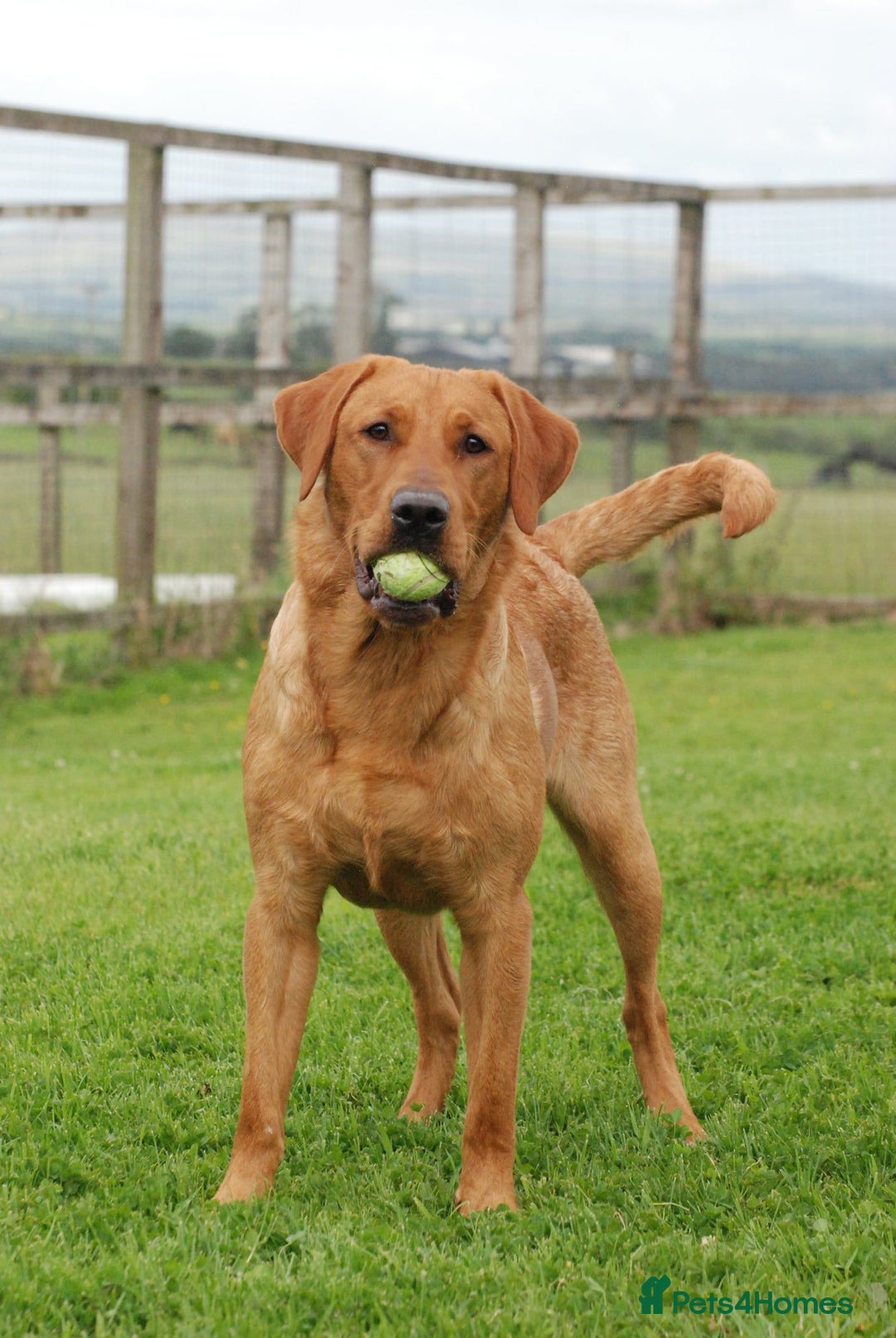 Labrador Retriever dogs for stud: Fully Health Tested Red Fox Lab Stud - Advert 7