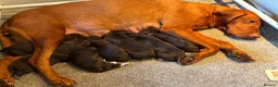 Mixed Breed dogs for sale: Stunning Vizsla X puppies - Advert 1