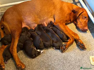 Mixed Breed dogs Stunning Vizsla X puppies - Advert 2
