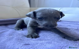 Whippet dogs for sale: Very beautiful whippets puppies  - Image 30