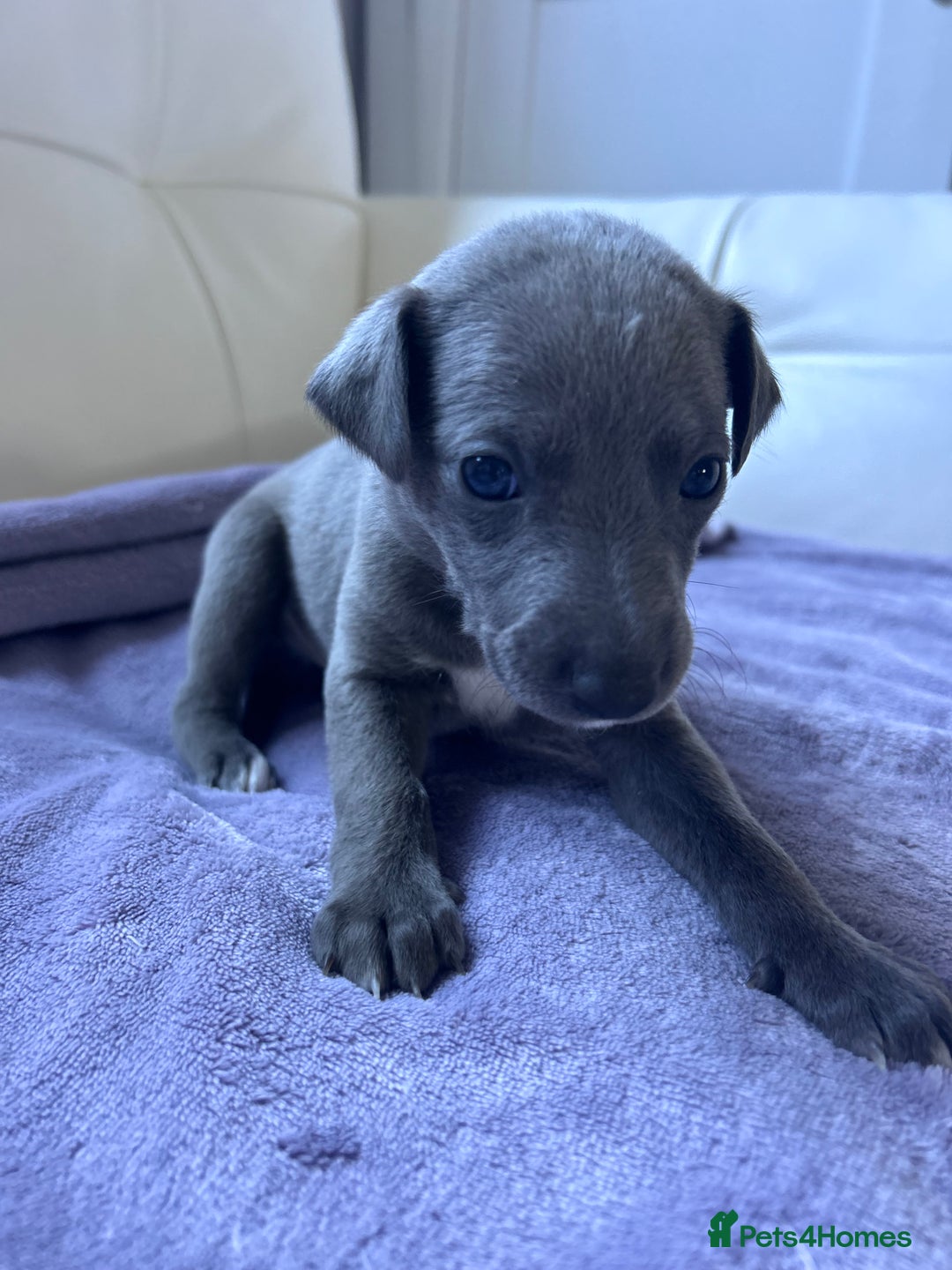 Whippet dogs for sale: Very beautiful whippets puppies  - Image 30