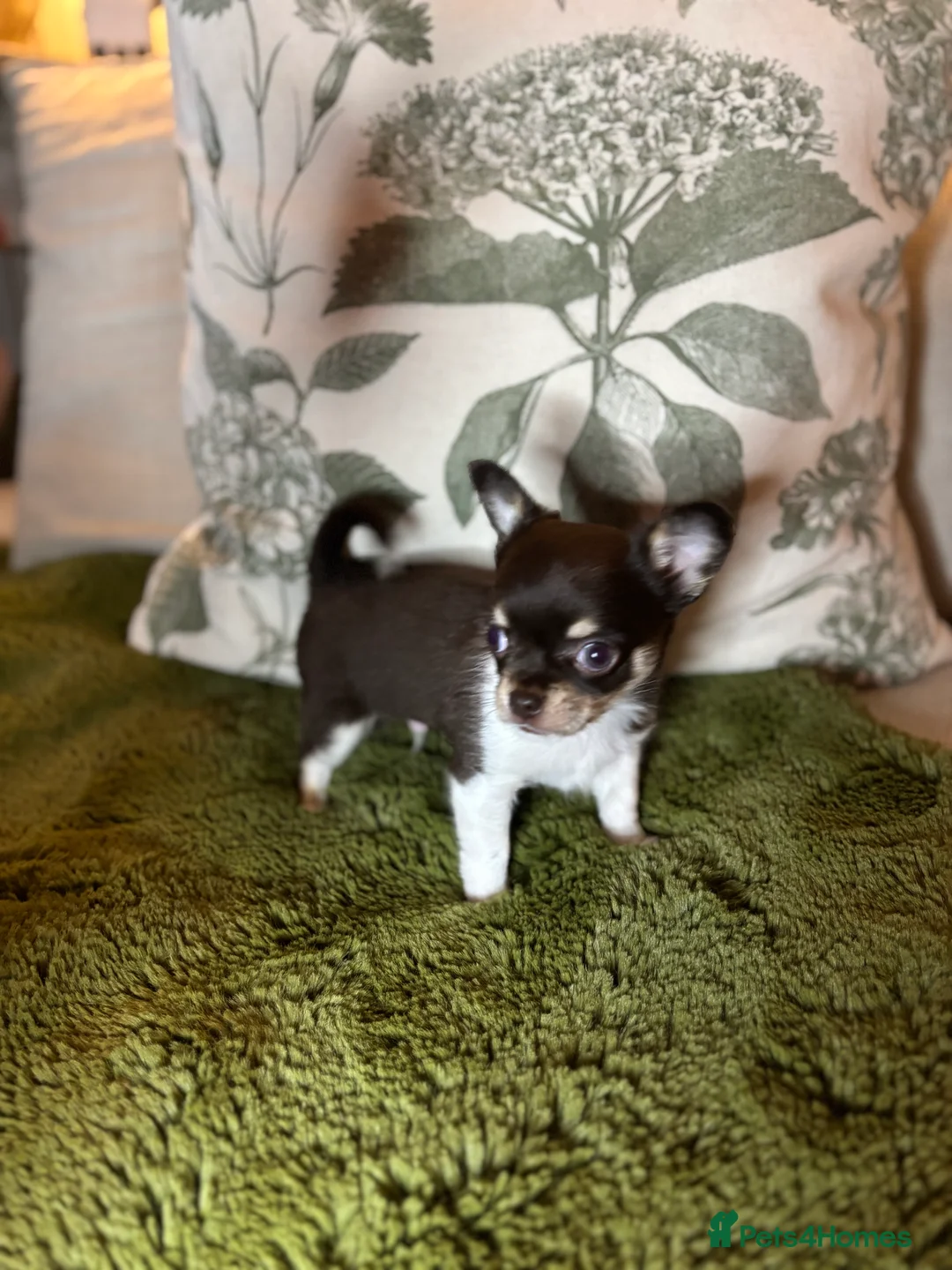 Chihuahua dogs for sale: Chocolate chihuahua boys ready now  - Advert 13