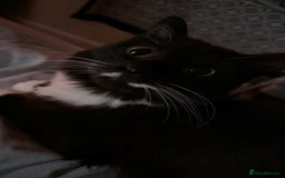 Mixed Breed cats for sale: Beautiful long haired brown & white female cat - Advert 4