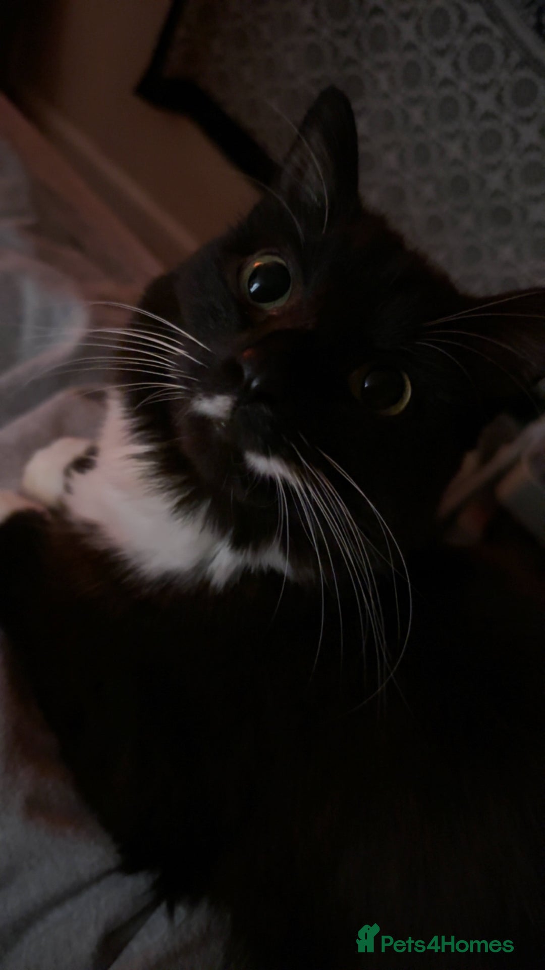 Mixed Breed cats for sale: Beautiful long haired brown & white female cat - Advert 4