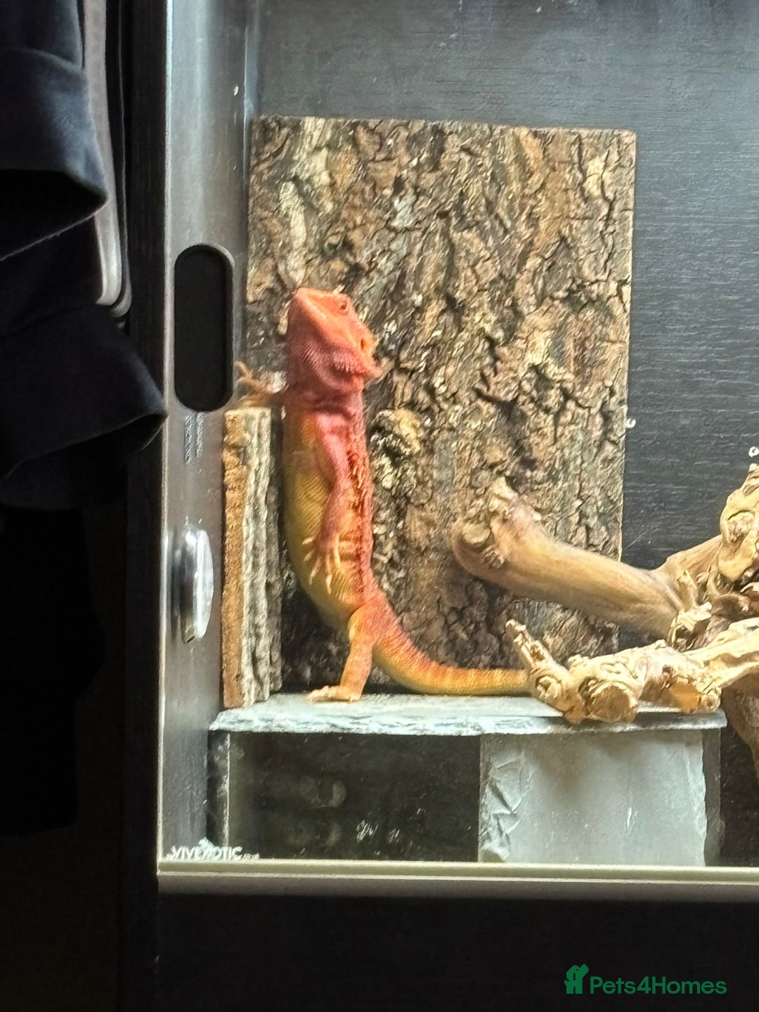 Bearded Dragon reptiles for sale: Red beaded dragon  - Image 5