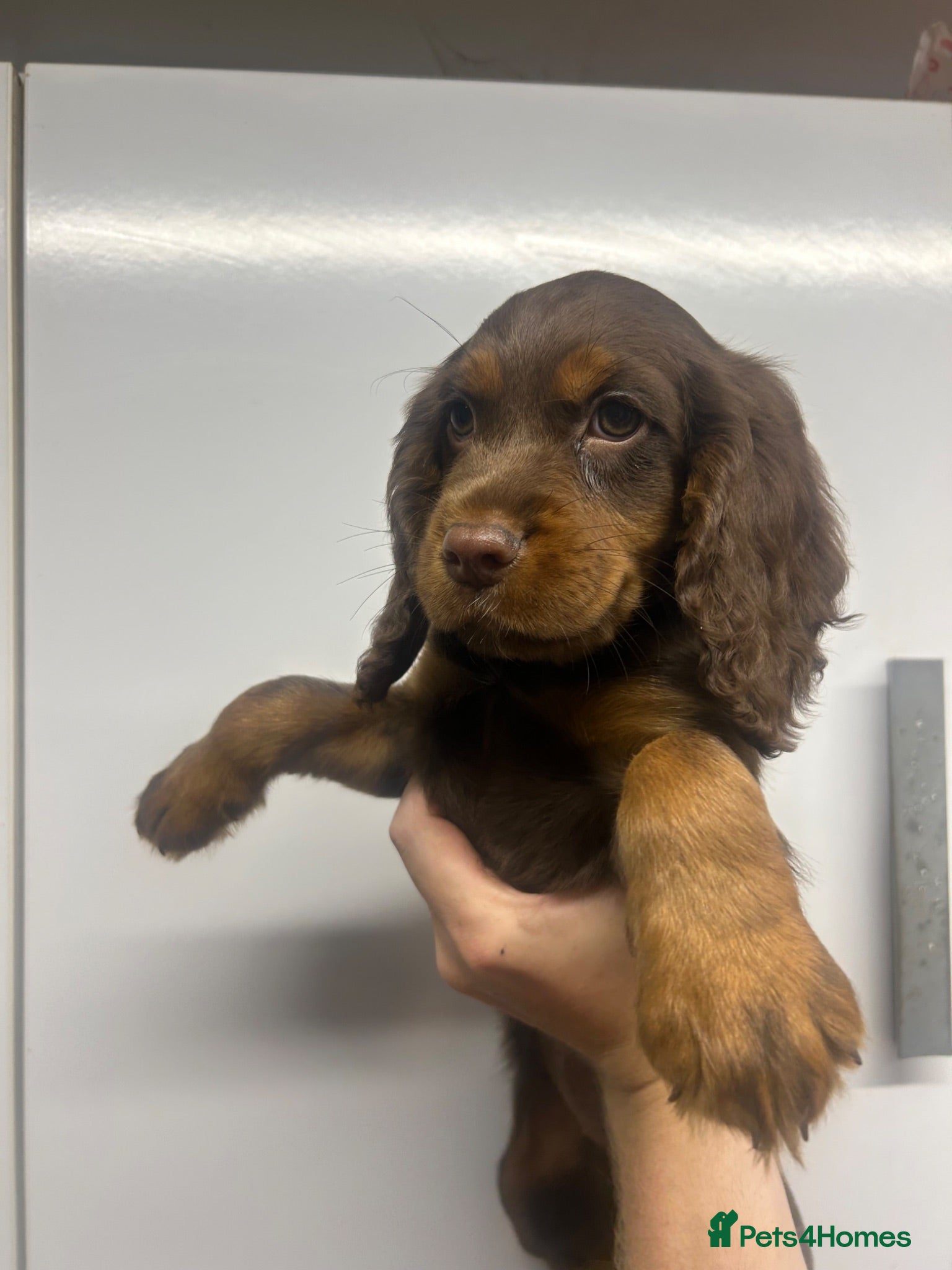 Cocker Spaniel dogs KC Cocker spaniel girl ready now  - Advert 1