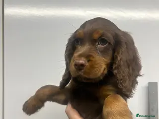 Cocker Spaniel dogs KC Cocker spaniel girl ready now - Advert 1