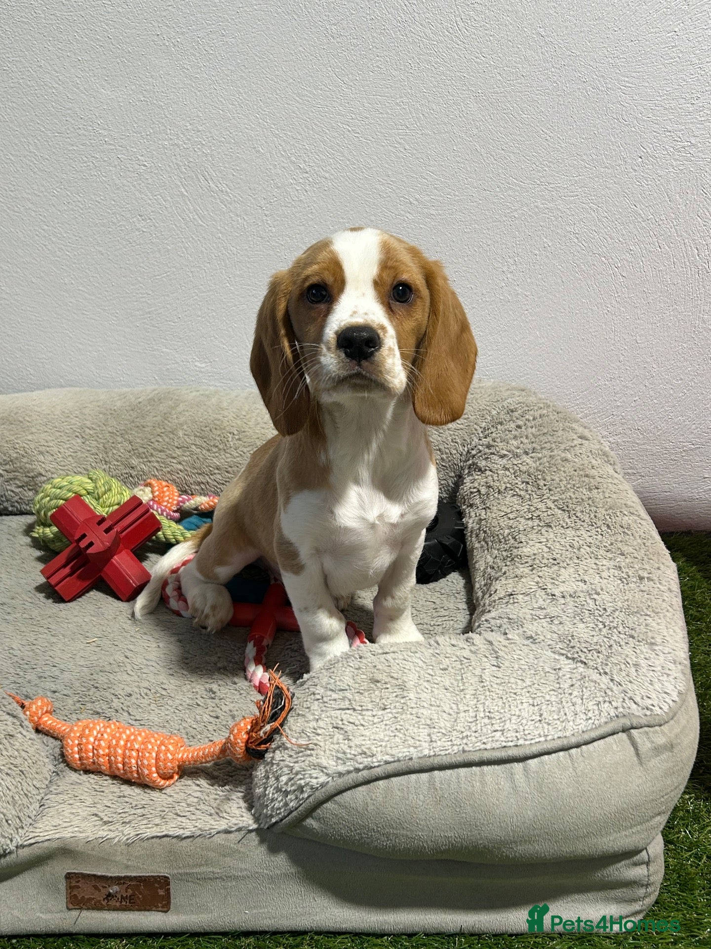 Beagle dogs Male tan & white Puppy - Fully vaccinated.  - Advert 1