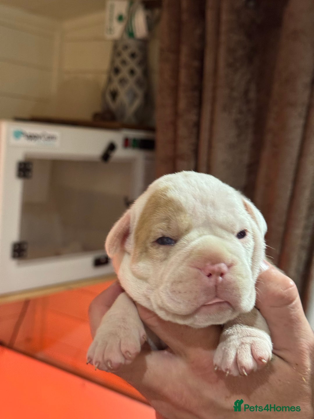 Olde English Bulldogge dogs for sale: (Reduced) Olde English Bulldogges puppies  - Advert 34