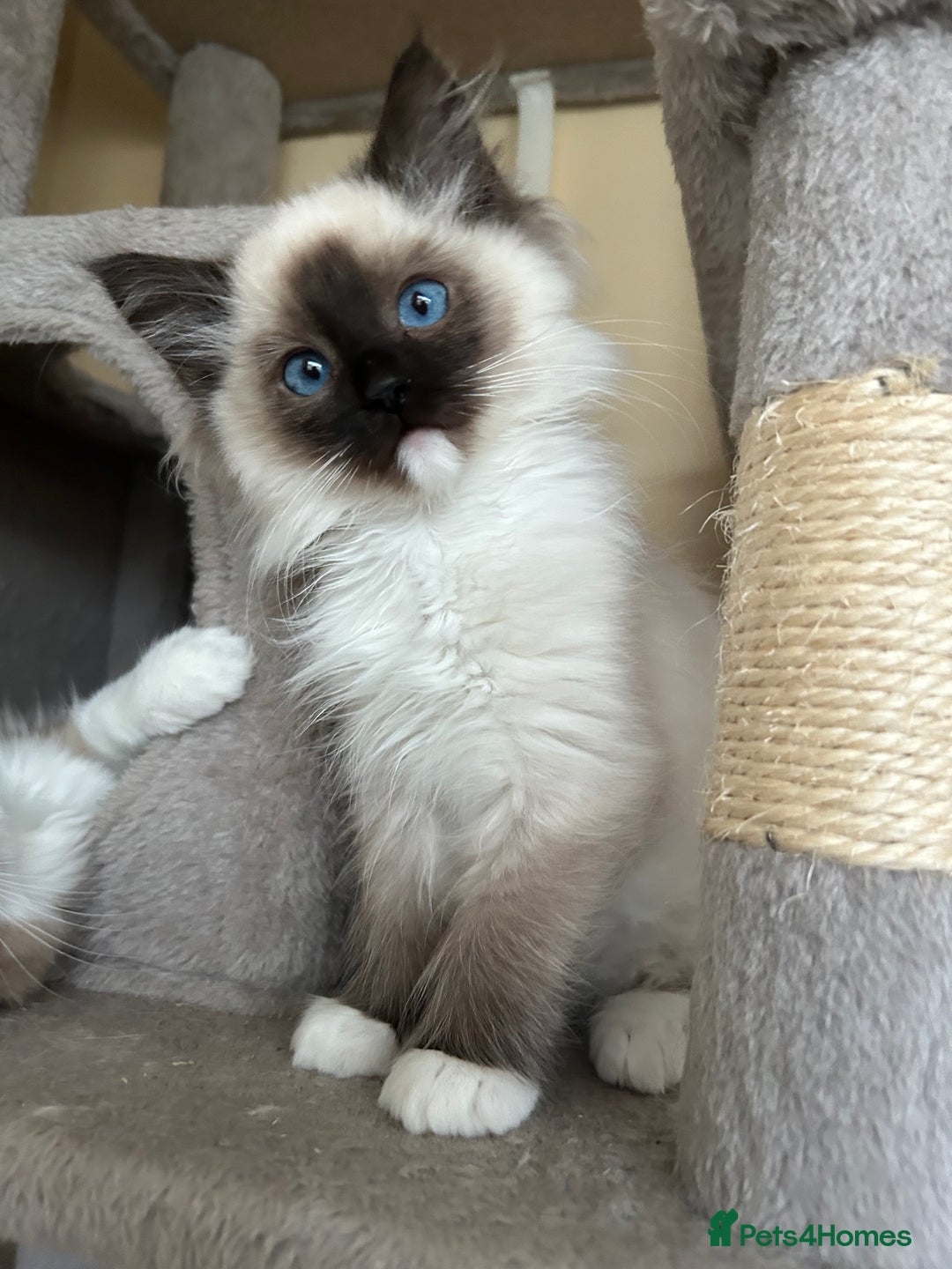 Ragdoll cats for sale: Ragdoll kittens one boy left seal mitted. - Advert 11