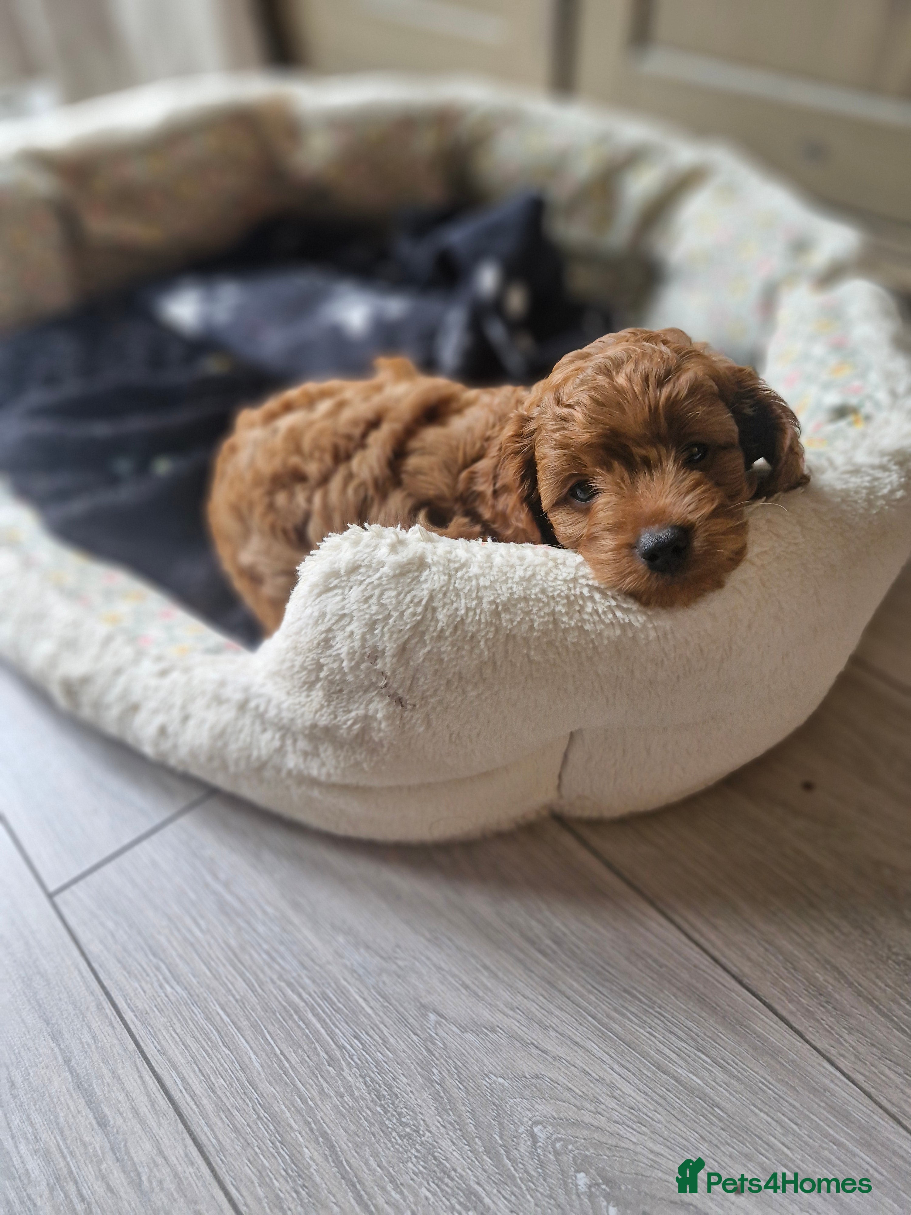 Cavapoo dogs Beautiful F1b Cavapoo boys looking for loving home - Advert 15
