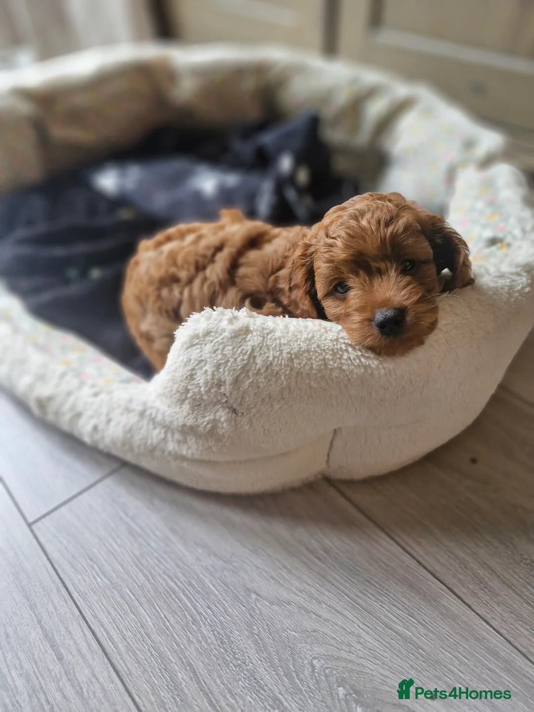 Cavapoo dogs for sale: Beautiful F1b Cavapoo boys looking for loving home - Advert 1