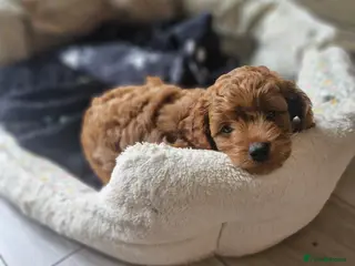 Cavapoo dogs Beautiful F1b Cavapoo boys looking for loving home - Advert 15