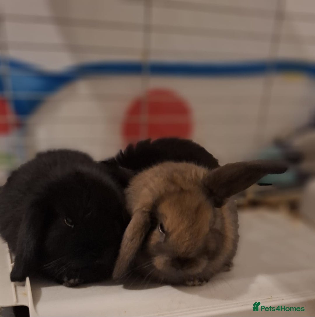 Mini Lop rabbits for sale: Mini Lops - Advert 7