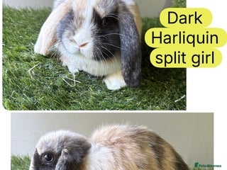 Mini Lop rabbits - Advert 2