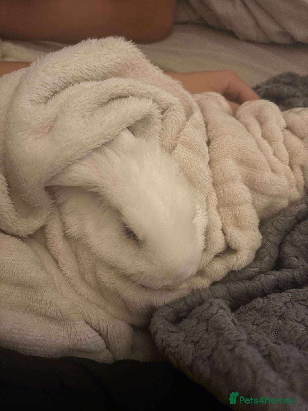 Dwarf Lop rabbits for sale: White Dwarf Llop - Image 8