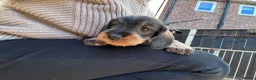 Dachshund dogs for sale: 3 gorgeous dachshund puppies  - Advert 4