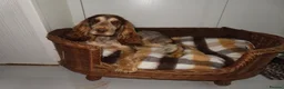Cocker Spaniel dogs for sale: Cocker Spaniel puppies - Advert 1