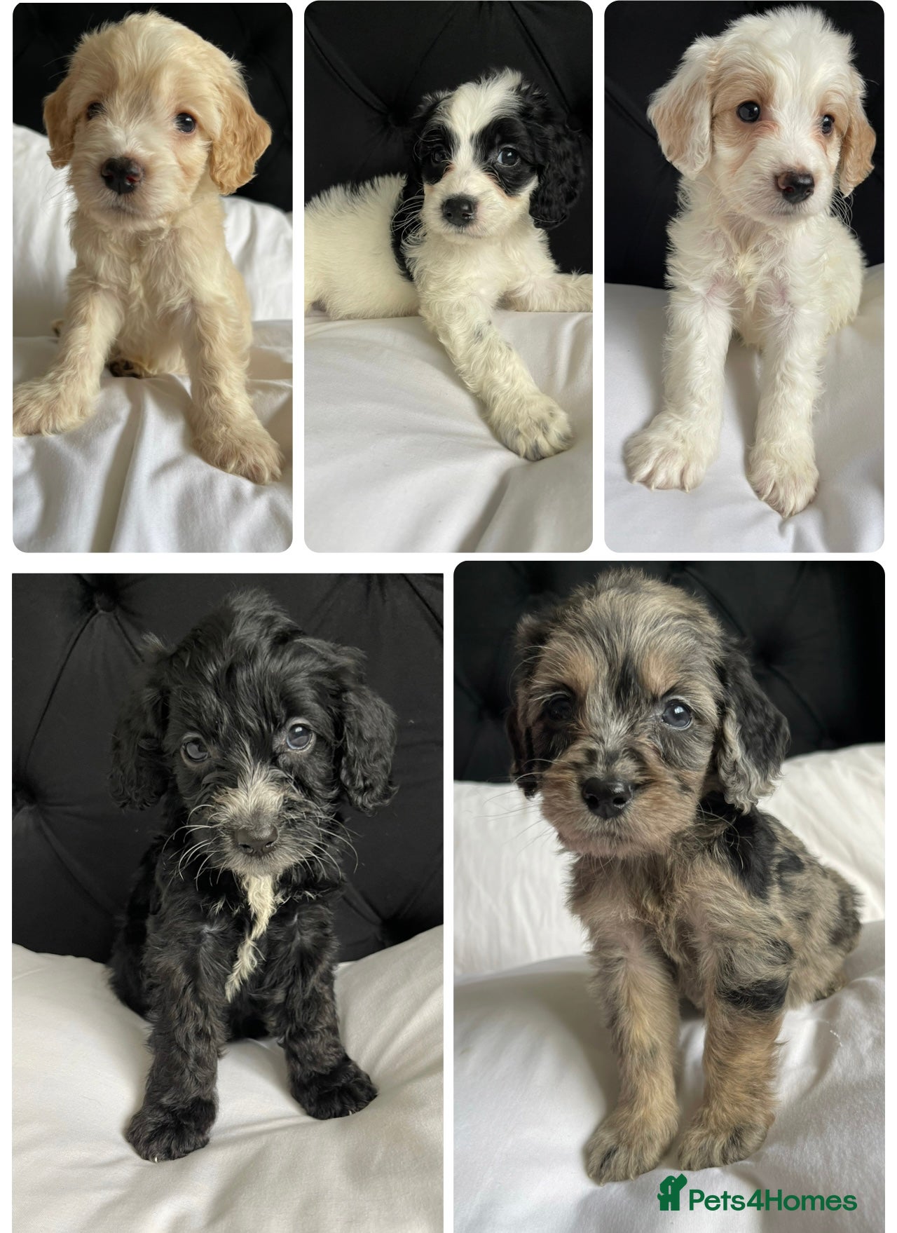 Cockapoo dogs Cockapoo puppies ready to leave  - Advert 5