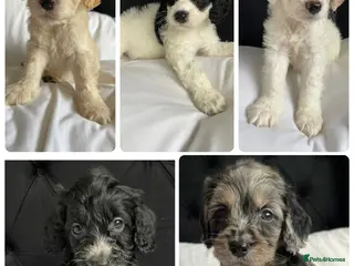 Cockapoo dogs Cockapoo puppies ready to leave - Advert 1