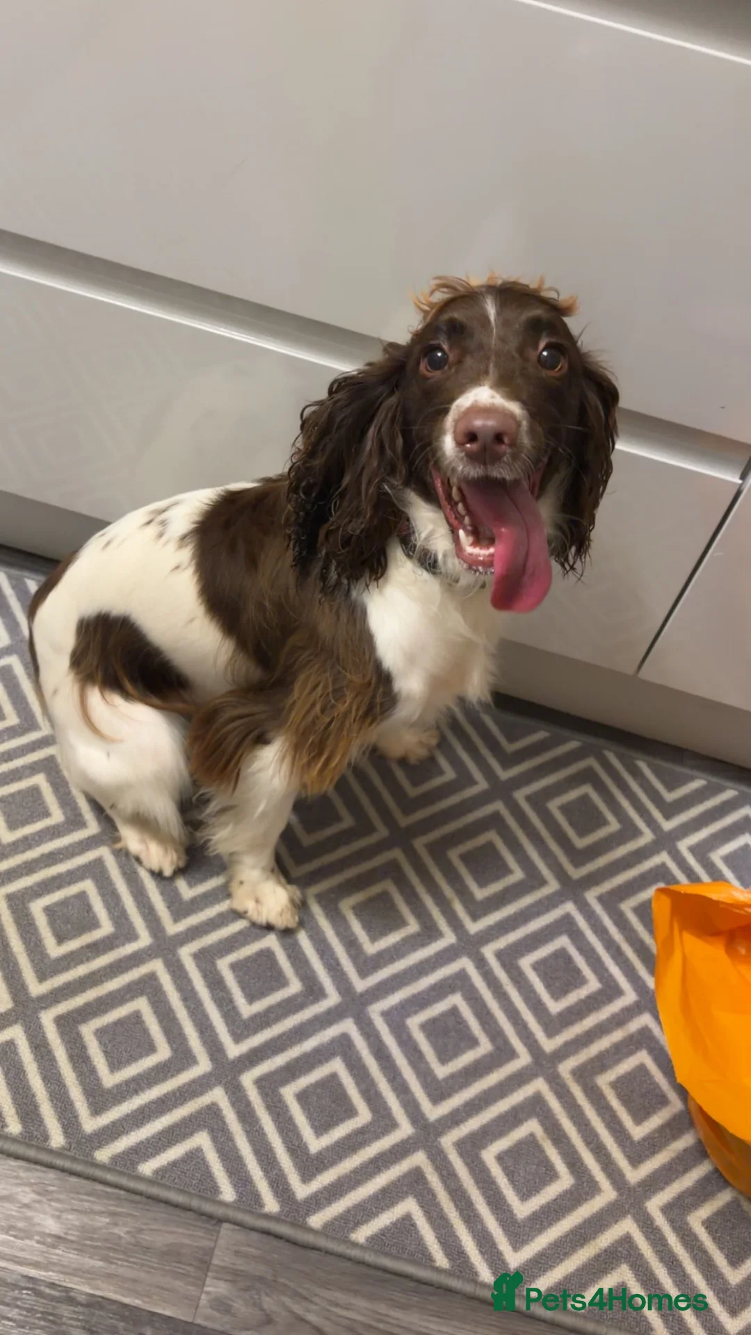 English Springer Spaniel dogs for sale: 1 year old English springer spaniel - Advert 1