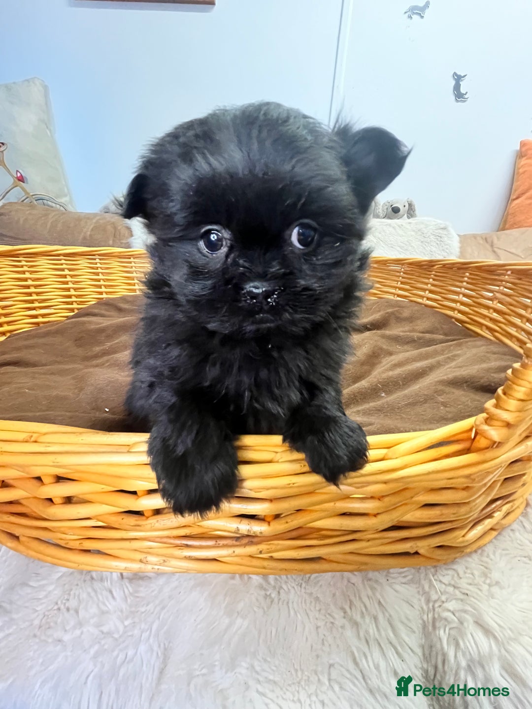 Mixed Breed dogs for sale: stunning fluffy Pomshi - Advert 11