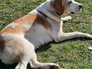 Mixed Breed dogs Male 4 years old - Advert 1