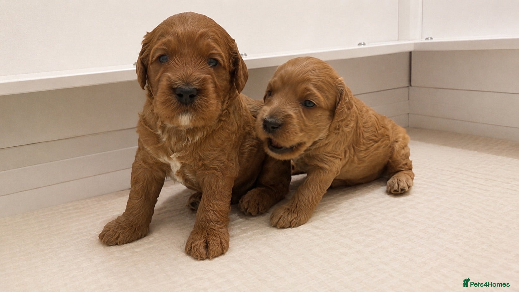 Double Doodle dogs Two Beautiful Double Doodle Puppies – Boy & Girl - Advert 1