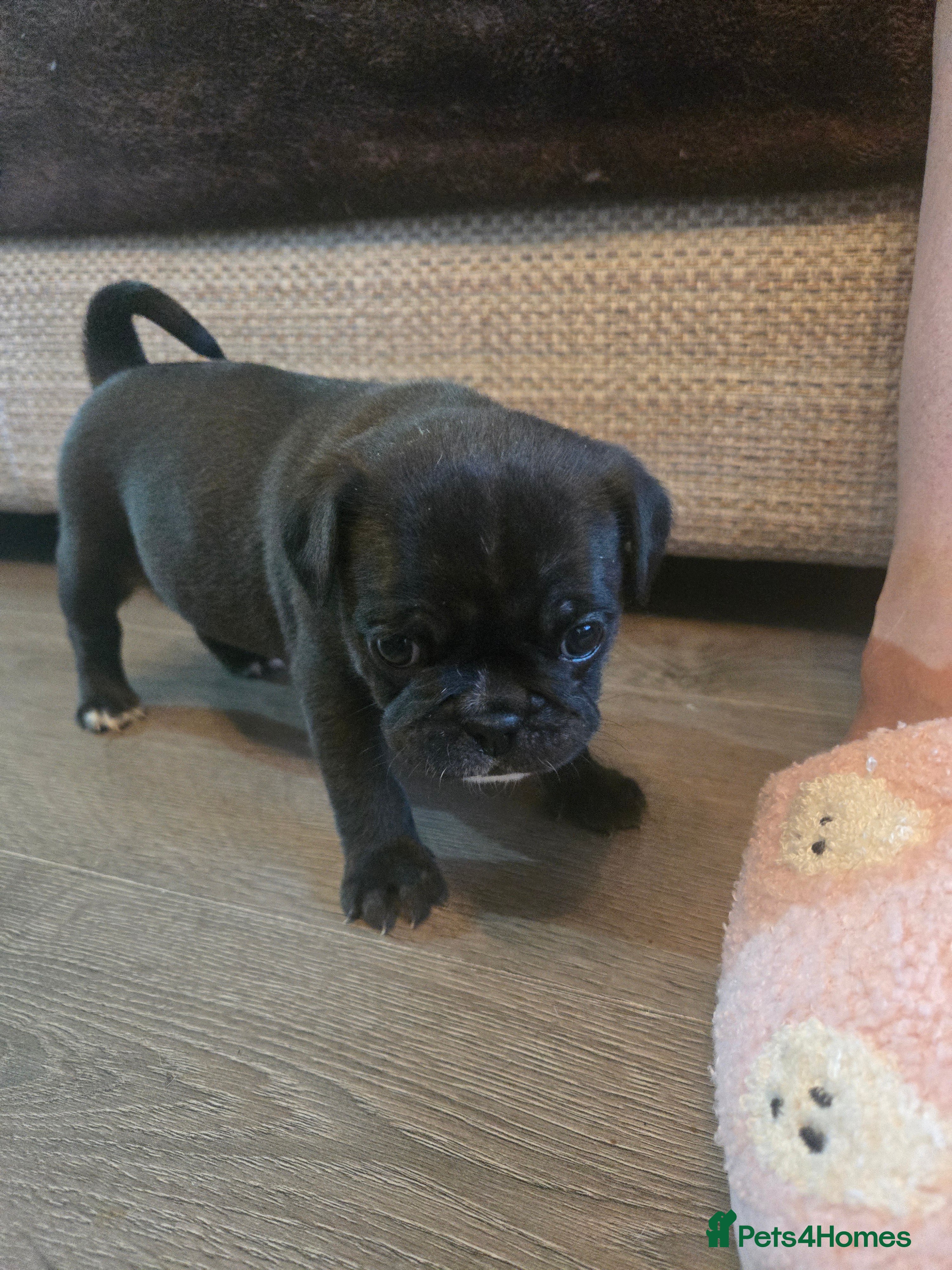 Frug dogs Frugs - Advert 1